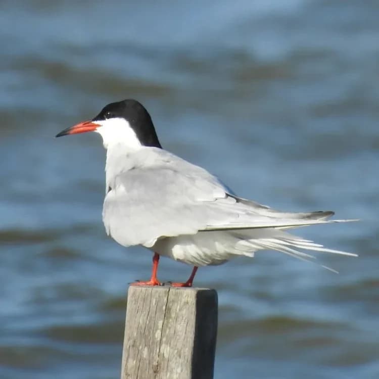 Vogels in de buurt