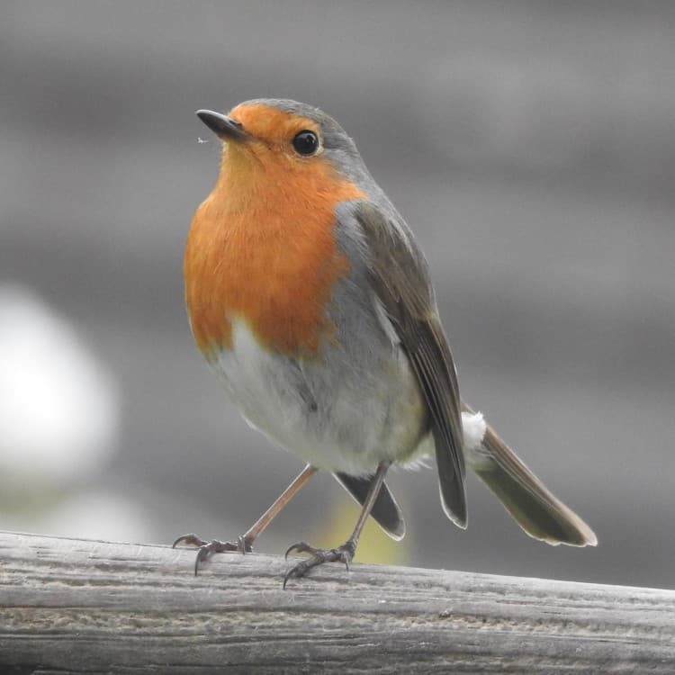 De roodborst