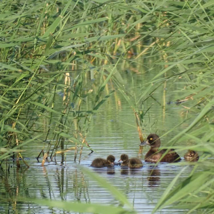 Moeder Kuifeend en kroost