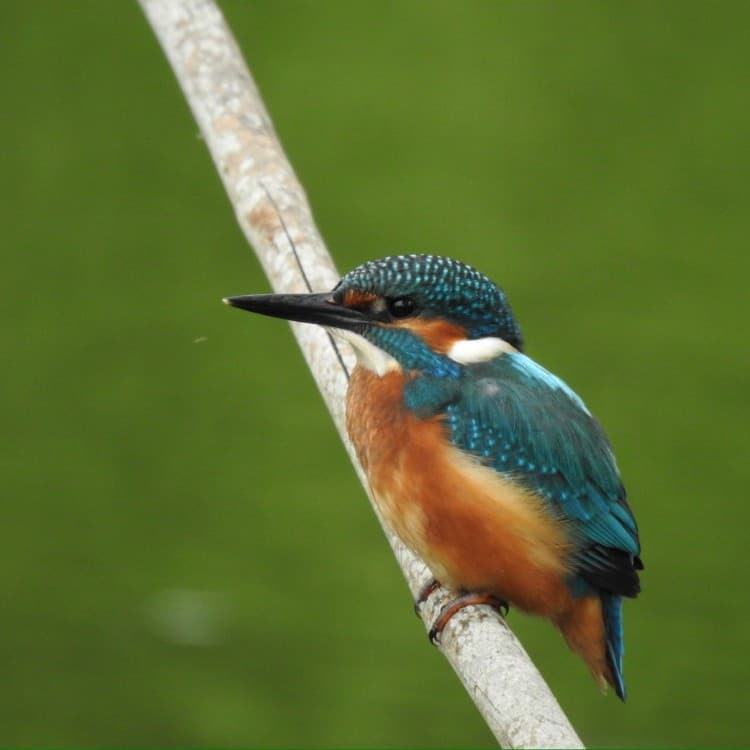 De ijsvogel
